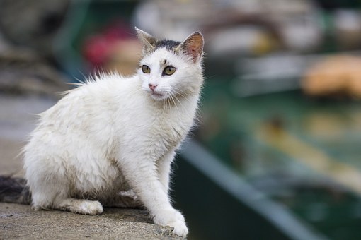 Pet Owners Need To Know About Cat Bordetella