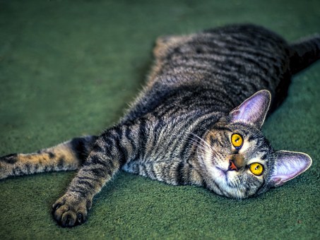 How To Market Your Pet Insurance Business