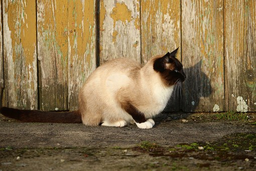 Finding The Right Pet