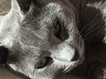 The True Cost Of Keeping A Pet