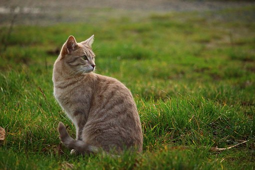Important Considerations When Taking Your Pet To A Furnished Condo