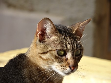 How to Compare Pet Insurance Policies