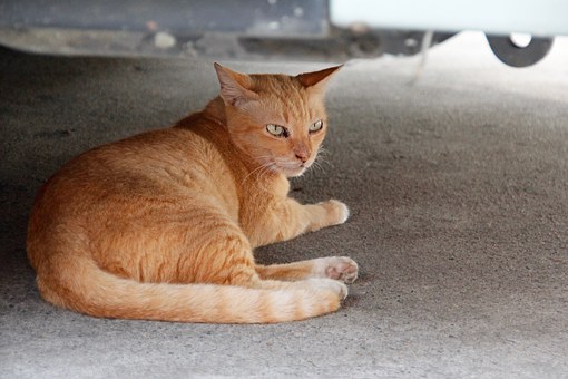 Pet Insurance Can Be Astonishing