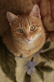 Photographing Your Pet
