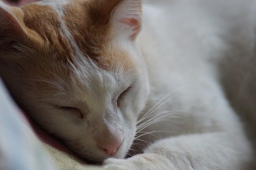 Importance Of Pet Restraints For Driving Safety