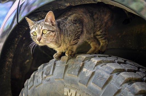 Filing A Petition For A Conservatorship