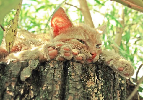 Pet Meds For Keeping Fleas At Bay