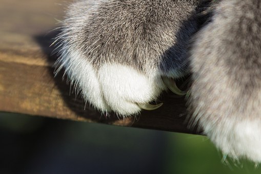 Pet Enthusiasts Can Turn Themselves Into A Veterinary Technician