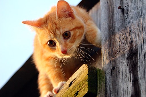 Got Pet Allergies?---5 Answers To Know About Pet Allergy Air Purifiers