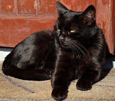 Veterinary Pet Insurance - Insuring Your Pet Why Is It Important?