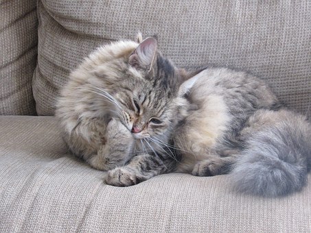 How to Take Care of Pet