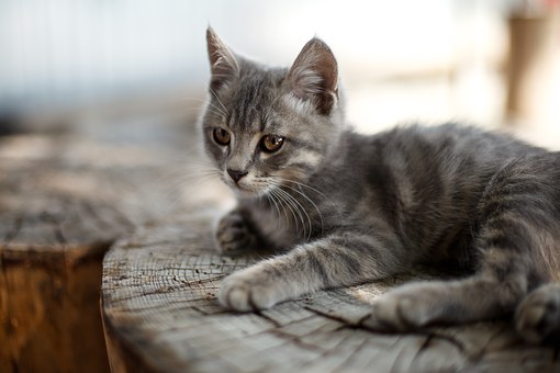 What are the most Top rate pet insurance companies?