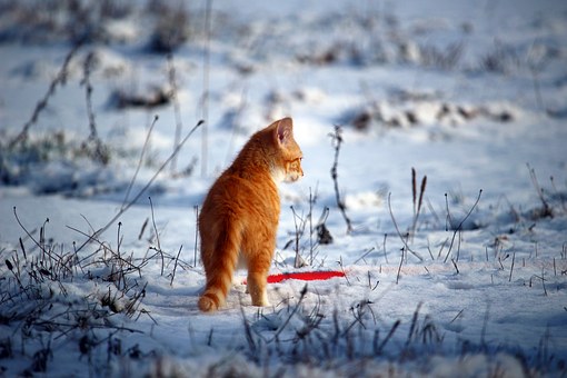 Ping A Worthy Competitor!
