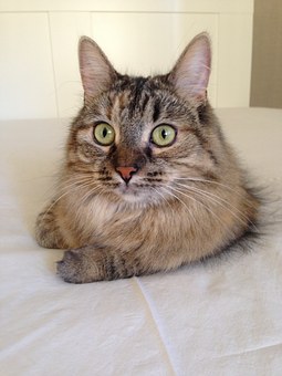 Can You View Your Pet's Cremation?
