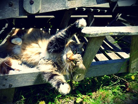 It Appears Unbelievable That You Can Uncover What To Count on From Pet Insurance Comparison