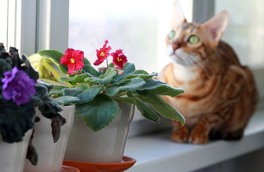 Ways to Save on Your Pet