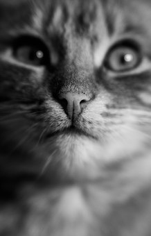 How To Find The Right Pet Insurance