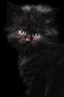 Pet Insurance with Some Conditions