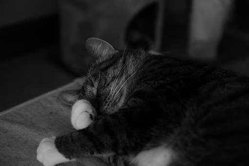 Pencil Sketch Portraits For Your Pet