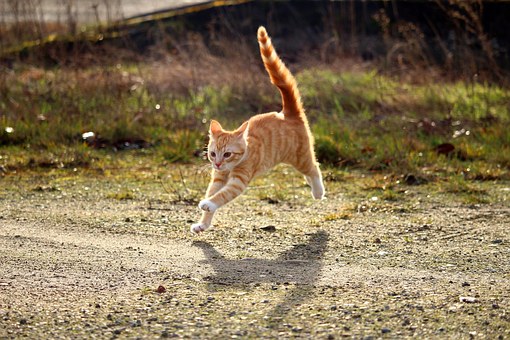 Our Well Developed Animal Capture Device Is Efficient To Capture Any Species Without Injuring Them