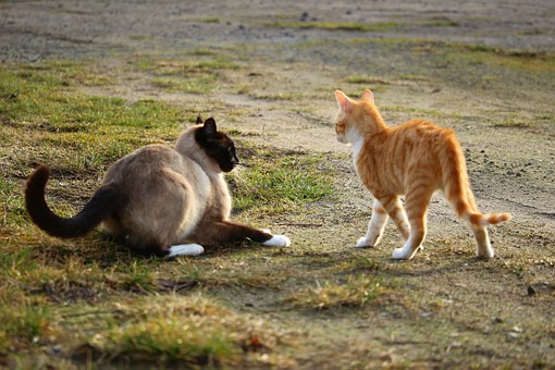 Tend To Be Banfield Pet Insurance Profiting In The Misery?
