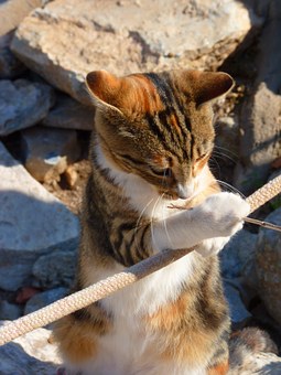 Selecting A Vet For Your Pet