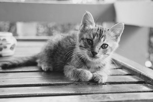 Pet Insurance Plans - Finding Pet Insurance Plans That Are Best