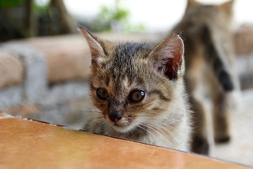 How To Choose A Simply Pet Insurance Policy?