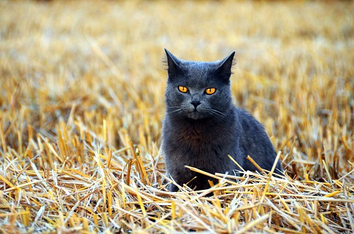 Cheapest Pet Insurance - Locating The Cheapest Pet Insurance