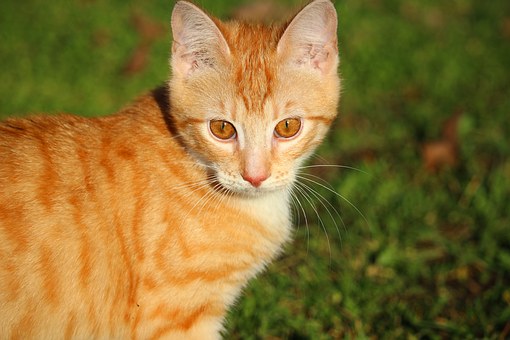 Pet Insurance Comparisons Help You Make The Right Choice