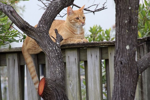 Pet Stain & Odor Removal