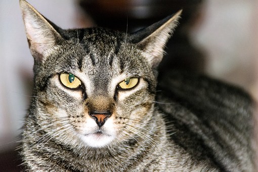 Pet Insurance Can Be Modish