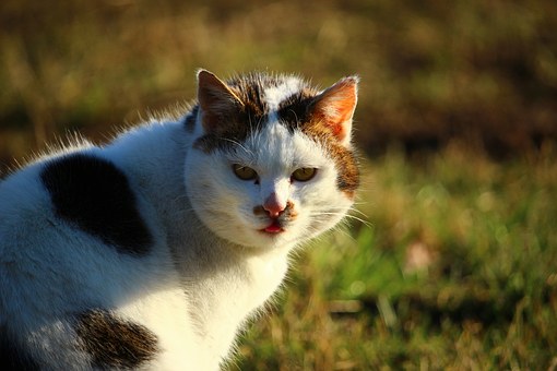 Hunt Online To Obtain Qualified Pet Sitting Products