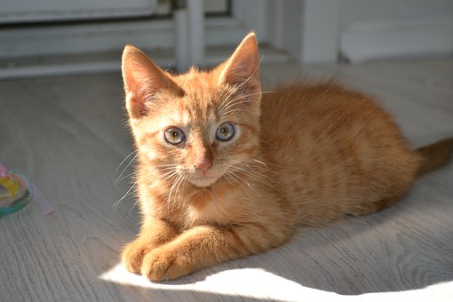 Benefits Of Rspca Pet Insurance
