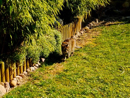 Benefits Of Using A Microfiber Towel For Drying Your Pet