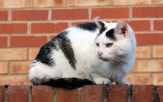 Come To Be Pals To Have Your Pet Back Once Again -- Absolute To Functionality!