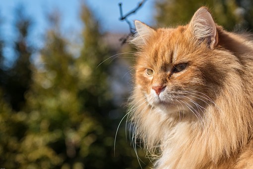 By Air Journey Accompanied By Your Pet
