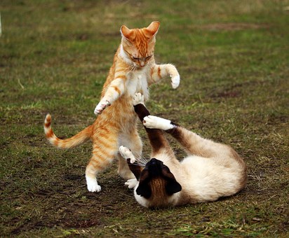 Is Pet Insurance Right For Your And Your Pet?