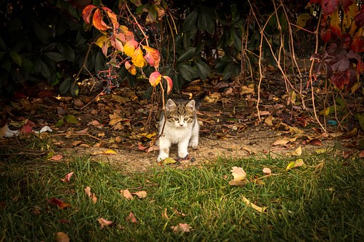 Your Obligations To Your Pet