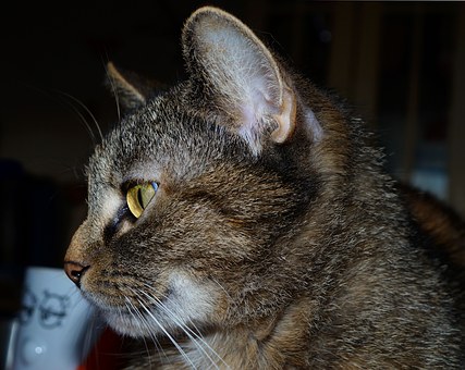 When You Compare Pet Insurance