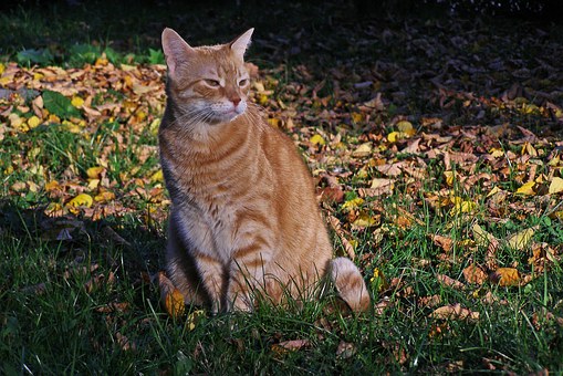 Himfr.com Reports Animal Products Favored By Consumers In The Spring