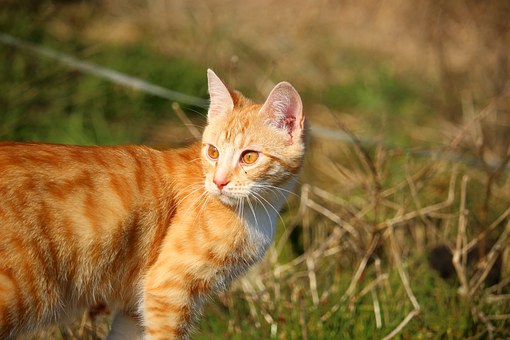 Tips for Training Yorkshire Terriers