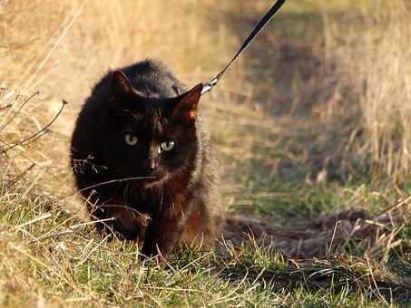 Can worming your pets reduce pet insurance premiums?