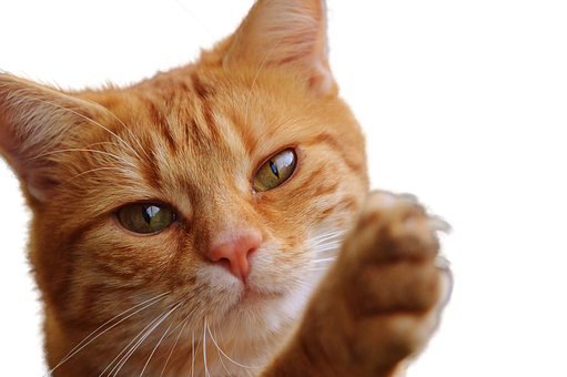 Seeing the End of the Tunnel for Your Pet