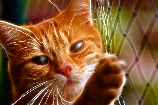 Why It Is Important To Obtain The Best Pet Insurance Available