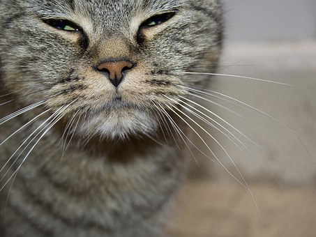 Pet Insurance: Is It Right For You?