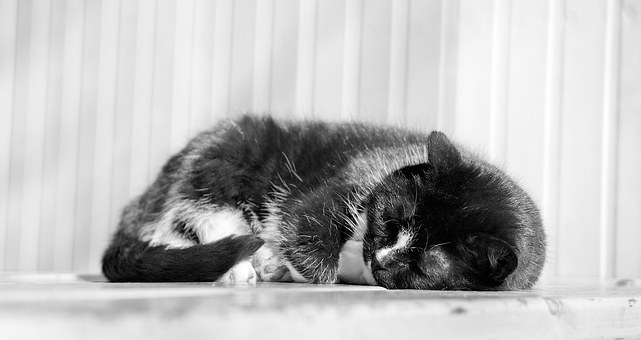 Can Pet Insurance Save You Money?