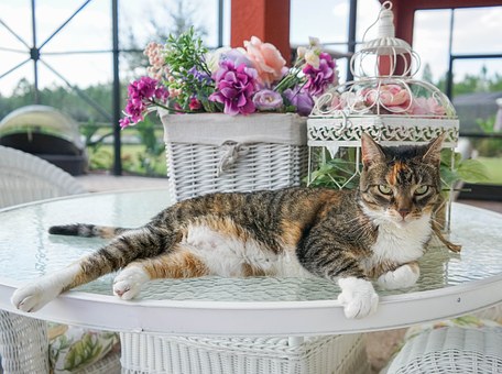 How Do You Choose Which Pet Insurance Is Best?