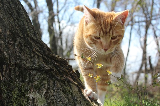 Cheap Pet Insurance – Deductibles