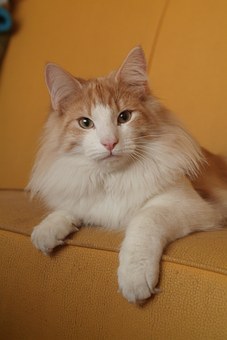 A Closer Look At Low Cost Pet Insurance